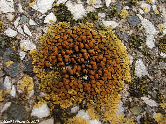 krásnica skalná Calogaya pusilla (A. Massal.) Arup, Frödén & Søchting