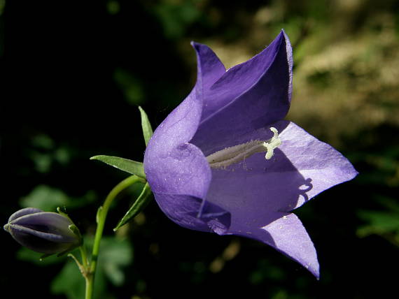 zvonček broskyňolistý Campanula persicifolia L.