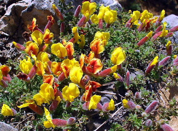 zanoväť  Chamaecytisus hirsutus subsp. polytrichus (M. Bieb.) Ponert