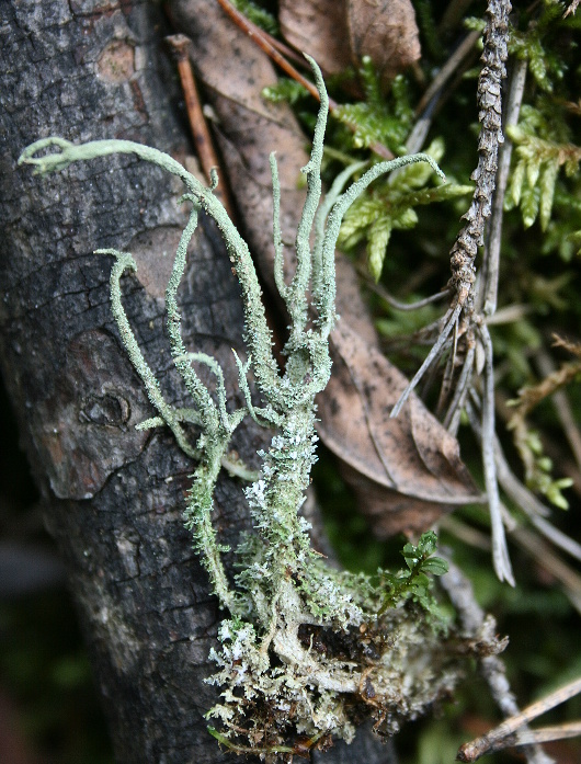 dutohlávka Cladonia ramulosa