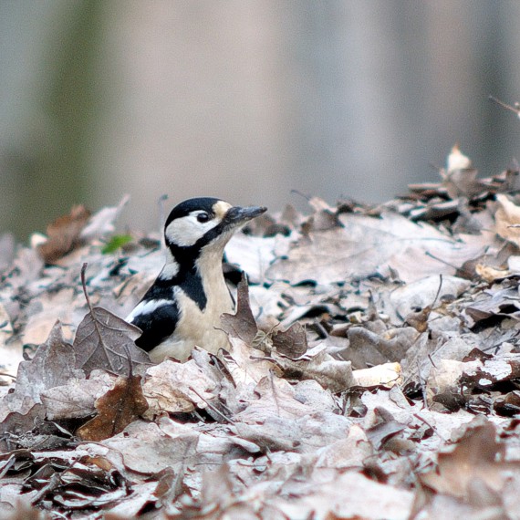 ďateľ Dendrocopos major