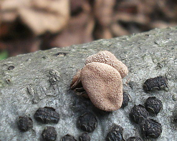 dutinovka otrubnatá Encoelia furfuracea (Roth) P. Karst.