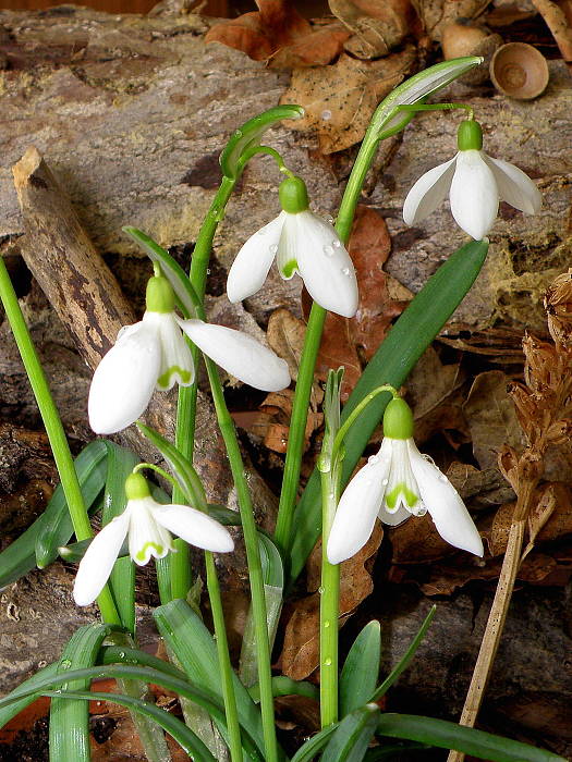 snežienka jarná Galanthus nivalis L.