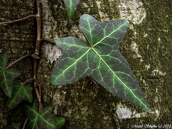 brečtan popínavý Hedera helix L.