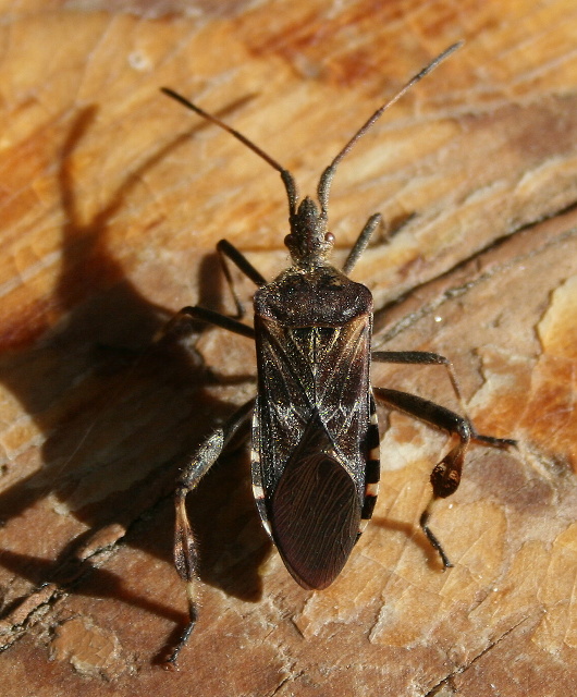 bzdocha- obrubnica americká Leptoglossus occidentalis