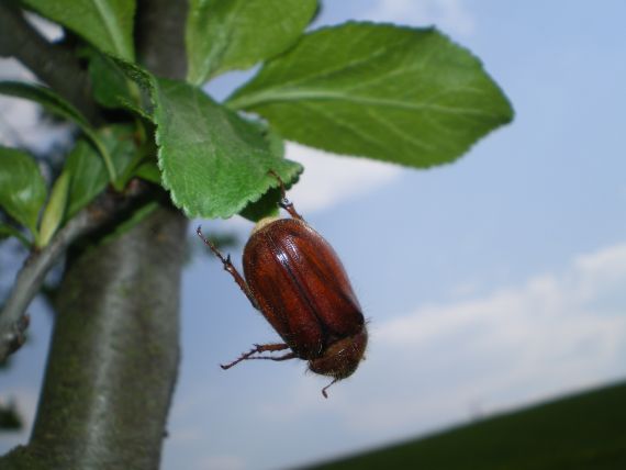 chrústik Miltotrogus aequinoctialis