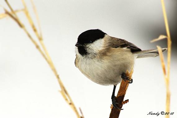 sýkorka čiernohlavá Parus montanus