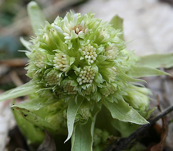 deväťsil biely Petasites albus (L.) P. Gaertn.