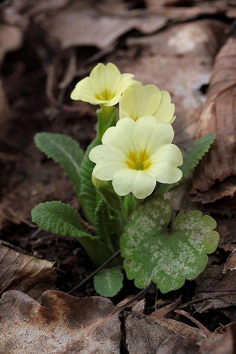 prvosienka bezbyľová Primula acaulis (L.) L.