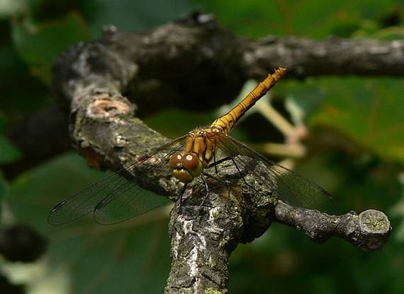 vážka červená Sympetrum sanguineum Müller, 1764