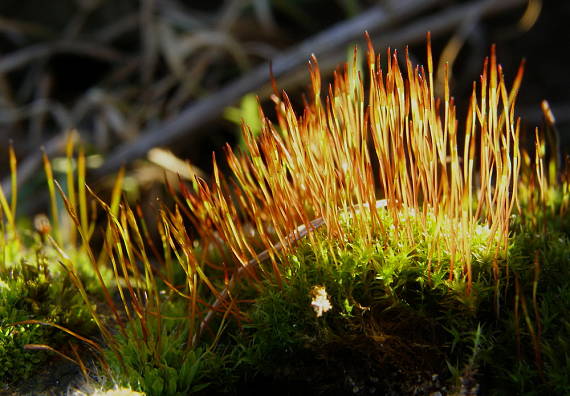 skrútenec múrový ? Tortula muralis Hedw.