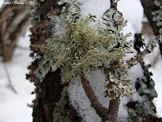 bradatec srstnatý Usnea hirta (L.) Weber ex Wigg.