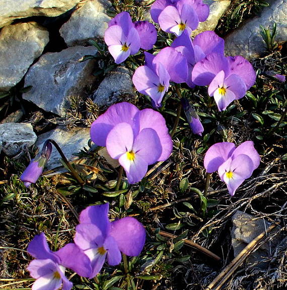 fialka Viola perinensis W. Becker