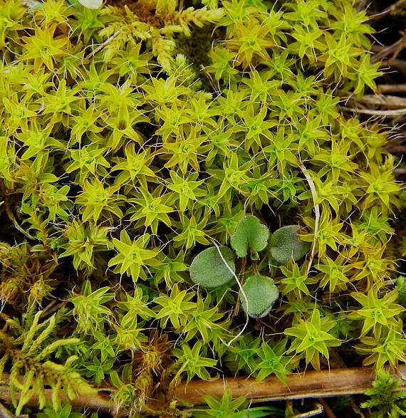 barbula crinita