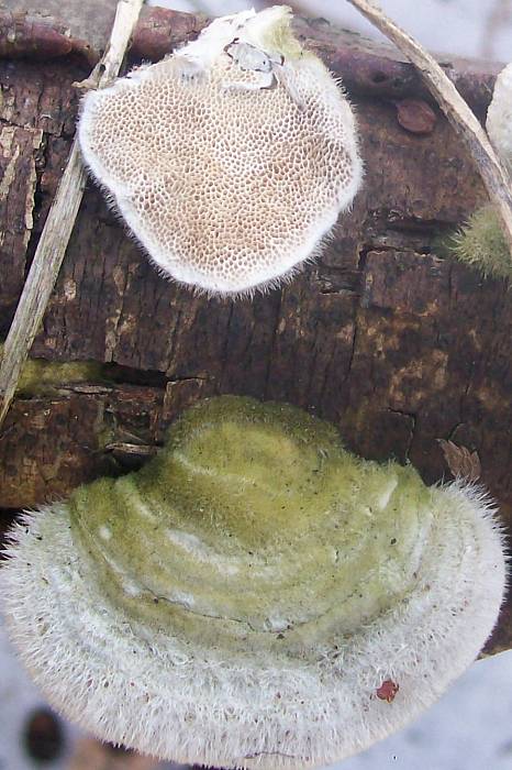 outkovka chlupatá trametes hirsuta (Wulfen) Lloyd