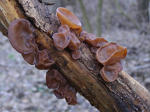 uchovec bazový-boltcovitka ucho Jidášovo Auricularia auricula-judae (Bull.) Quél.