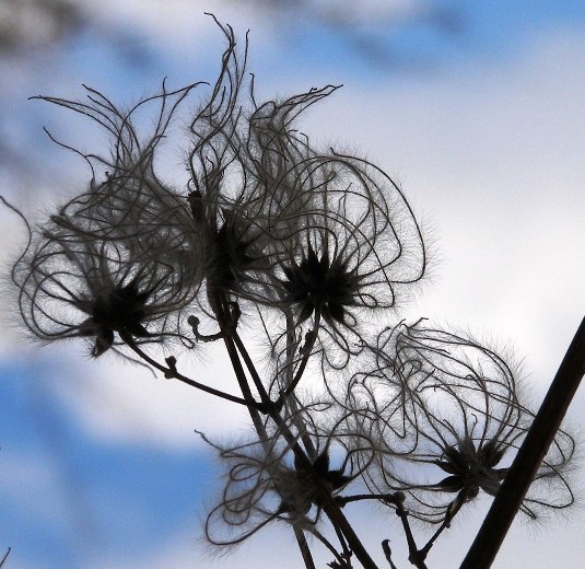 plamienok plotný Clematis vitalba L.