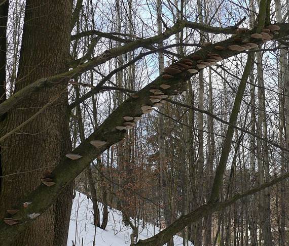 síťkovec načervenalý - Sieťkovček červenkastý  Daedaleopsis confragosa  (Bolton) J. Schröt.