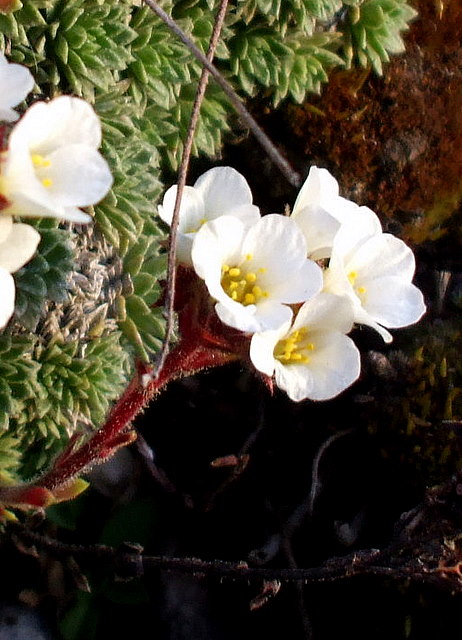 lomikameň Saxifraga spruneri Boiss.