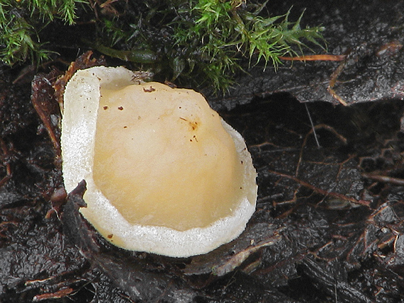 smrčkovec český Verpa bohemica (Krombh.) J. Schröt.