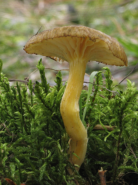 šťavnačka mrazová Hygrophorus hypothejus (Fr.) Fr.