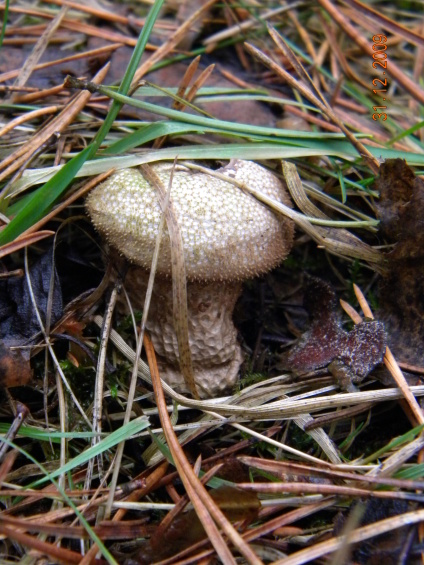 prášnica Lycoperdon sp.