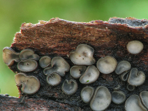 molízia Mollisia sp.