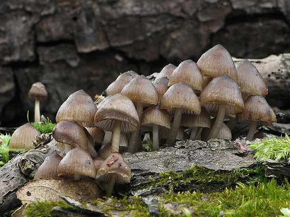 prilbička hnedosivá Mycena tintinnabulum (Paulet) Quél.