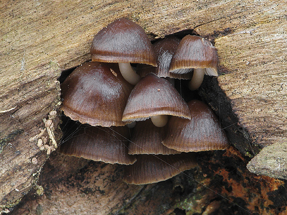 prilbička hnedosivá Mycena tintinnabulum (Paulet) Quél.