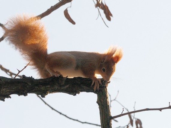 veverička Sciurus vulgaris