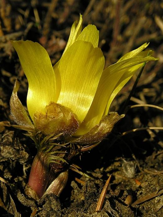 hlaváčik jarný Adonis vernalis L.