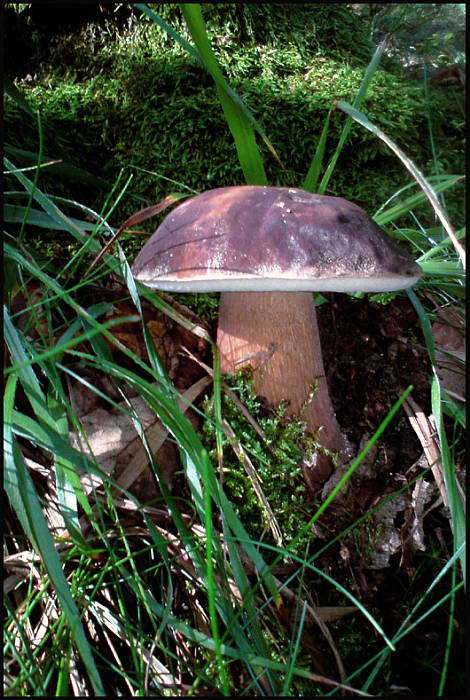 hríb  Boletus sp.