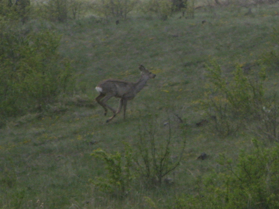 srnec hôrny Capreolus capreolus