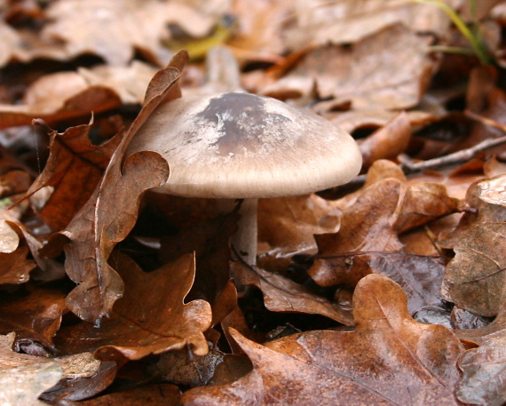 strmuľka inovaťová Clitocybe nebularis (Batsch) P. Kumm.