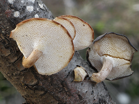 trúdnik zimný Lentinus brumalis (Pers.) Zmitr.