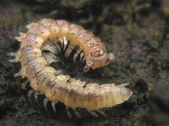 plochuľa Polydesmus angustus