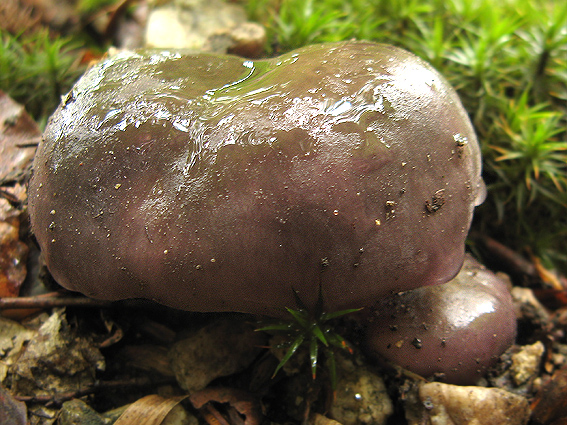 plávka meďovočervená Russula cuprea (Krombh.) J.E. Lange