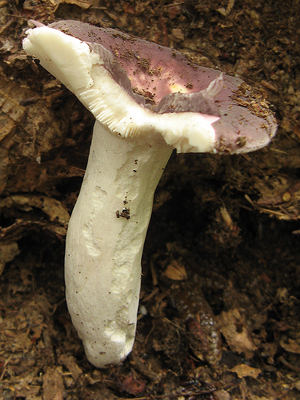 plávka modrastá Russula cyanoxantha (Schaeff.) Fr.