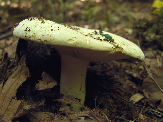 plávka belavá Russula delica Fr.