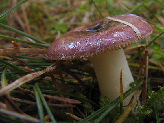 plávka krehká Russula fragilis Fr.