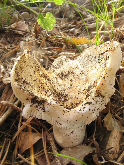 plávka hlinovožltá Russula ochroleuca Fr.