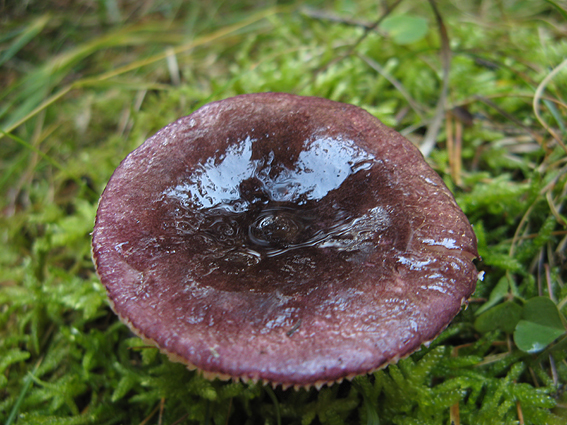 plávka Quéletová Russula queletii Fr.