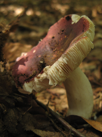 plávka Russula rosea Pers.