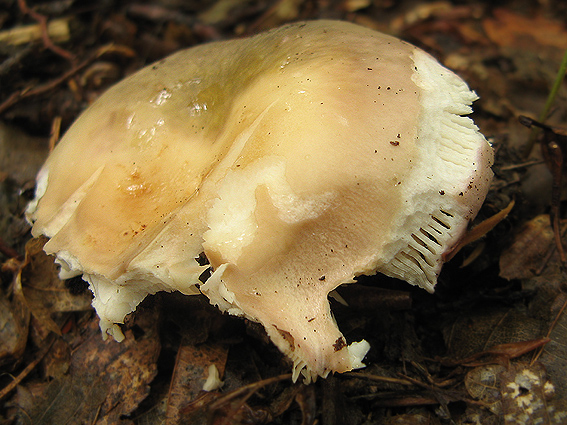 plávka mandľová Russula vesca Fr.