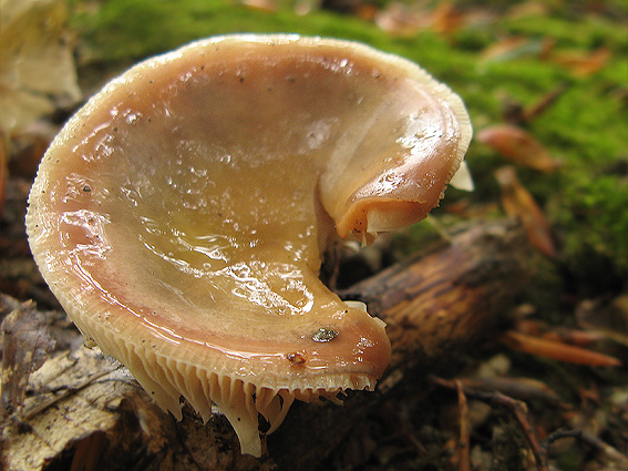 plávka mandľová Russula vesca Fr.