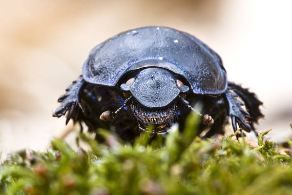 geotrupes sp.