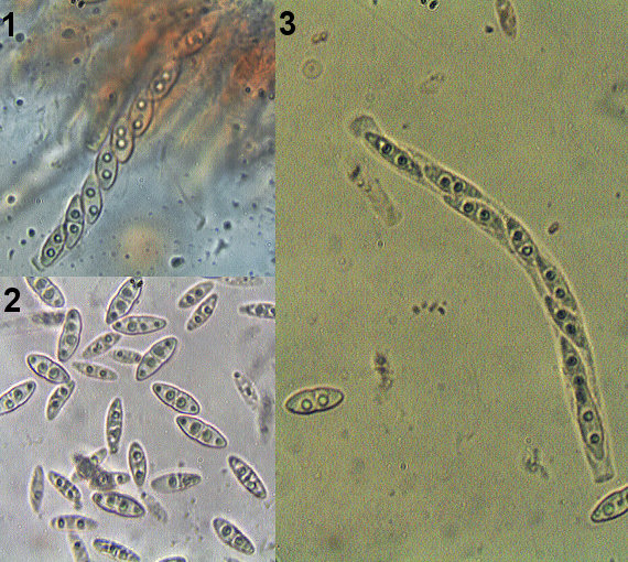 hlivka Neonectria fuckeliana (C. Booth) Castl. & Rossman