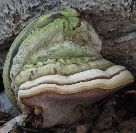 ohňovec topoľový Phellinus populicola Niemelä