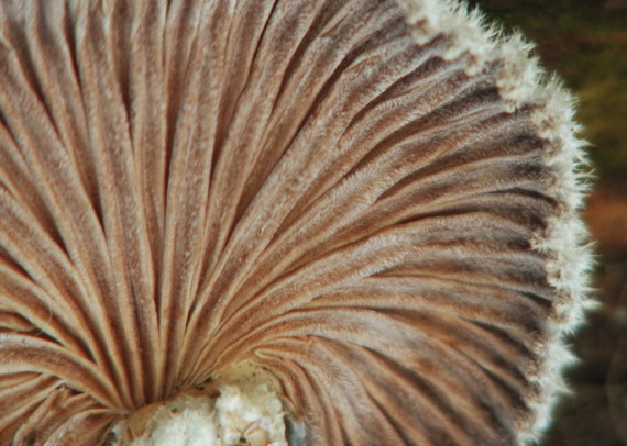 klanolupeňovka obyčajná Schizophyllum commune Fr.