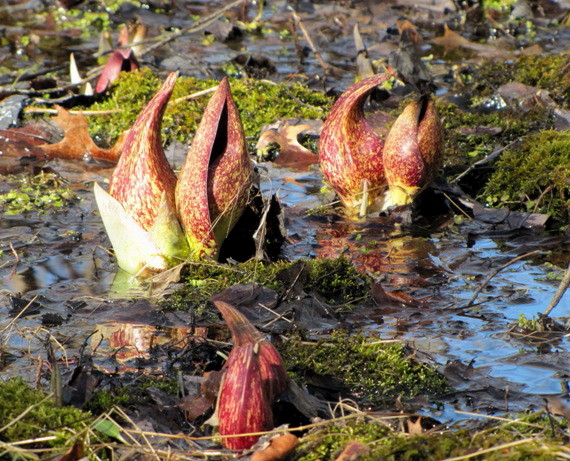 eastern Skunk Cabbage Symplocarpus foetidus